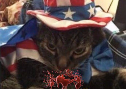 GregBurmeister's tweet photo. #CheensTimpf likes to party to @AndrewWK but hates cancer. Vote Cheens π€πΌ#CatsVsCancer https://t.co/JVW7rhEzTd https://t.co/ob6dhrhez8