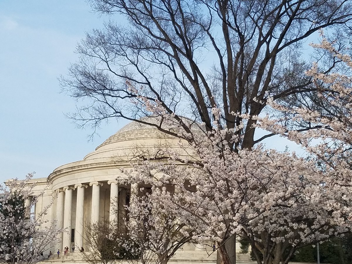 jmamison's tweet photo. #DCcherryblossoms for today. Inspiring and beautiful like the people I'm with #NASCSPSpring2017 @NASCSP https://t.co/N6NlvCCbQE