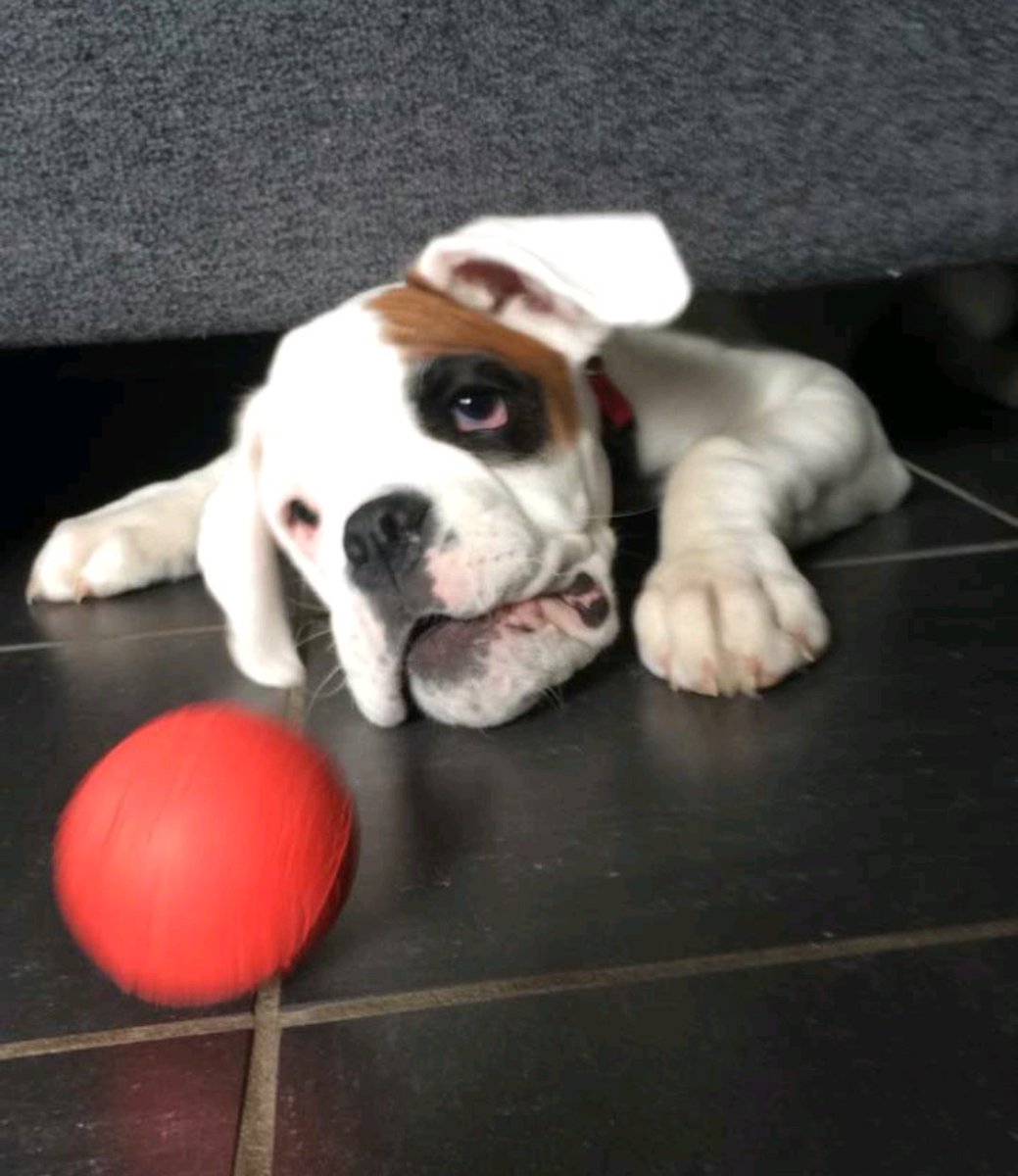 BoxerHope's tweet image. Can someone pass the ball back under the couch?