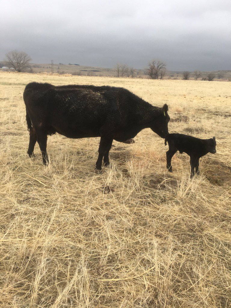 Rwshay's tweet photo. 17 year old Travelodge daughter had her calf this morning! #ranchlife https://t.co/hZljjOkEt5