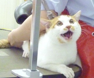 mohe_mifuyu's tweet image. なんかケツにドライヤー当てられた猫の顔に見えてきた
#うちのこかわいい