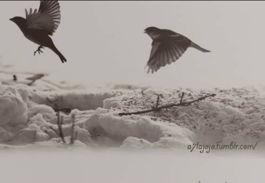 إذا استحكمت الأزمات وتعقدت حبالها وترادفت الضوائق وطال ليلها..بالصبر وحده هو الذي يشع للمسلم النور العاصم من التخبط {فصبر جميل }