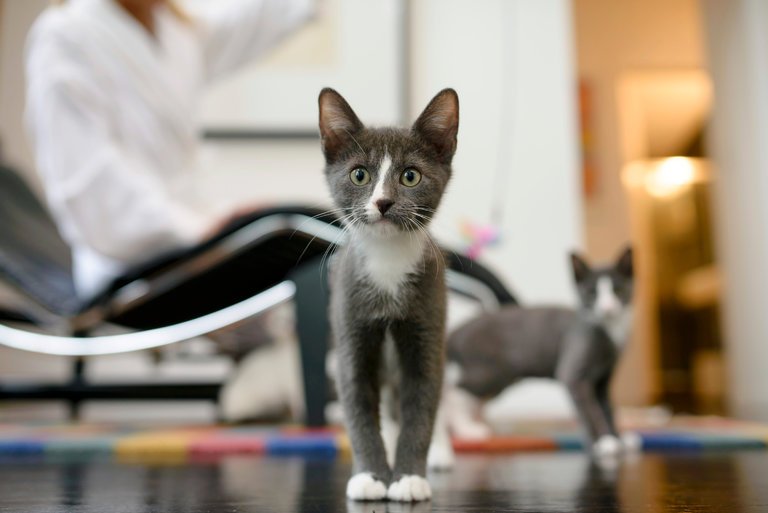 FromScratchPets's tweet image. Today is National Respect Your Cat Day: 
nytimes.com/2017/03/28/opi…