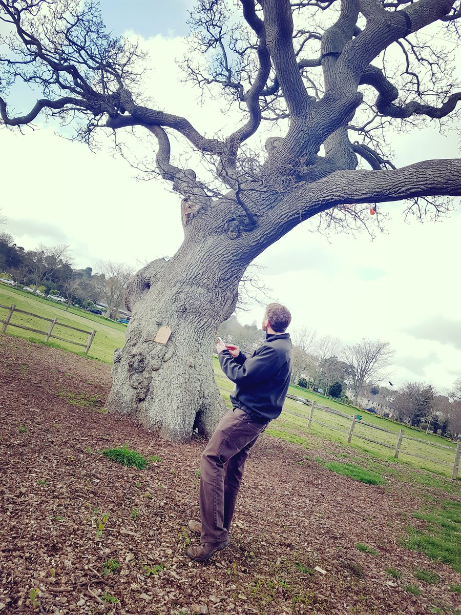 sihiline's tweet photo. With @Treeconomics prepping for the #iTreeTrail workshop #trees #oak #abbey  #torbay #Health #fitness #allages #itree https://t.co/f0rq88QIRf