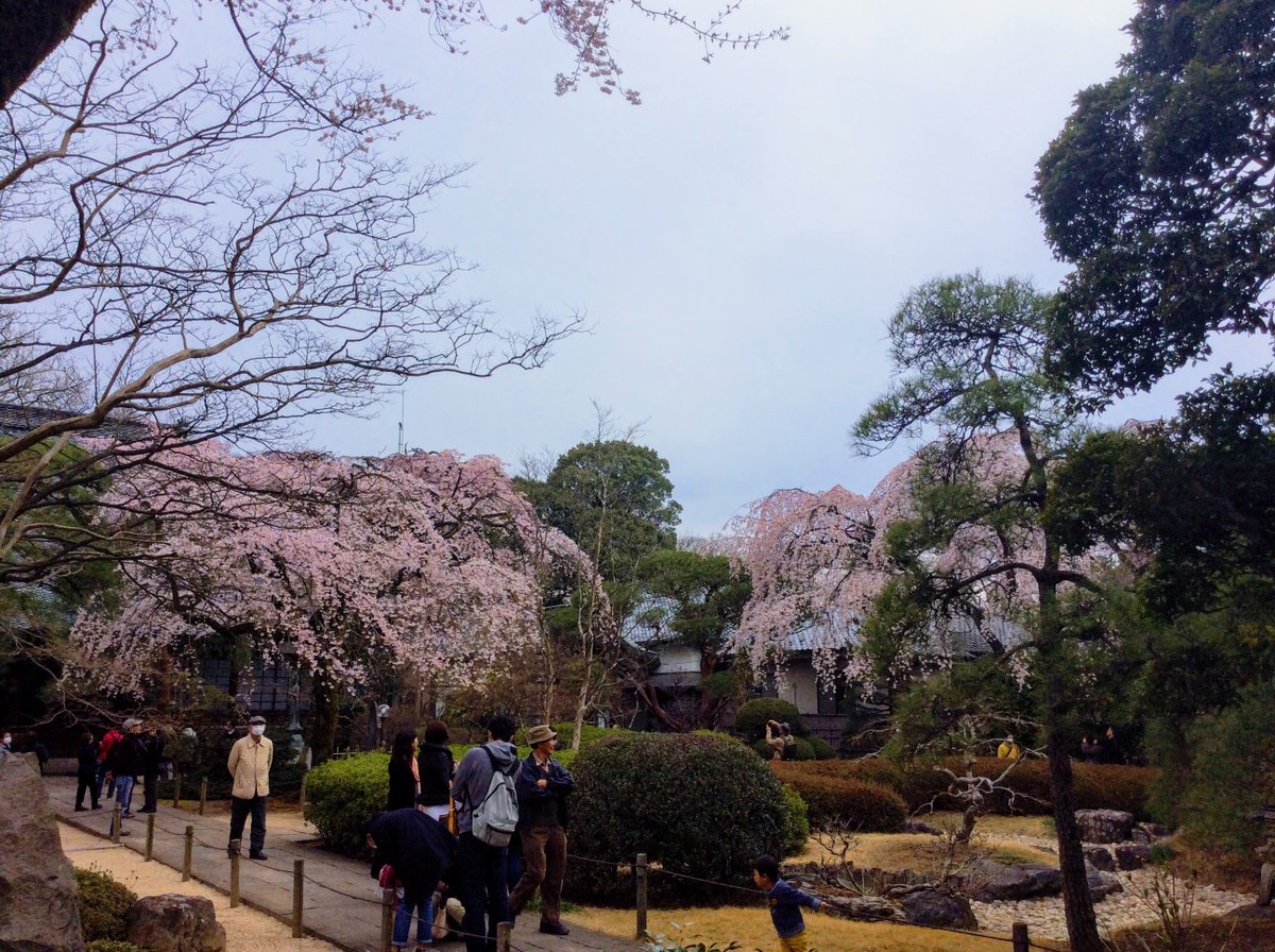 saitamawithkids's tweet photo. #Sakura at #nakain Temple in #kawagoe today. In another day or two it will be stunning https://t.co/C4rRJM39ZJ