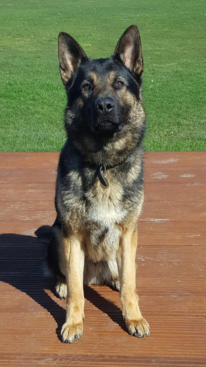 Mersey Police Dogs tweet media