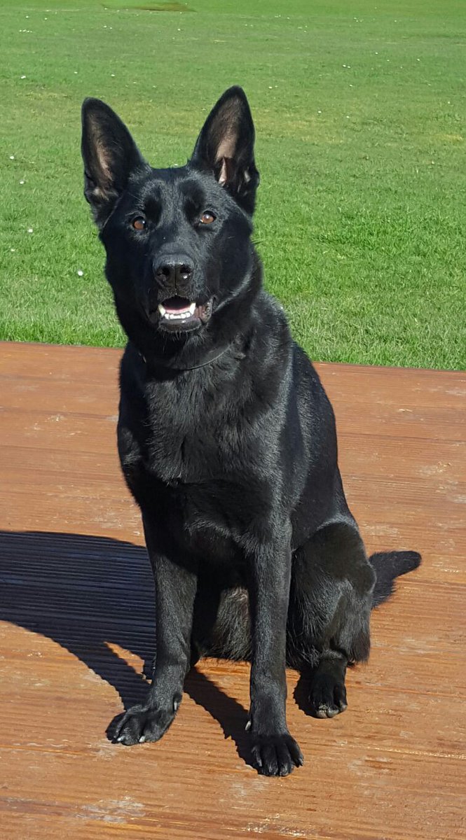 Mersey Police Dogs tweet media