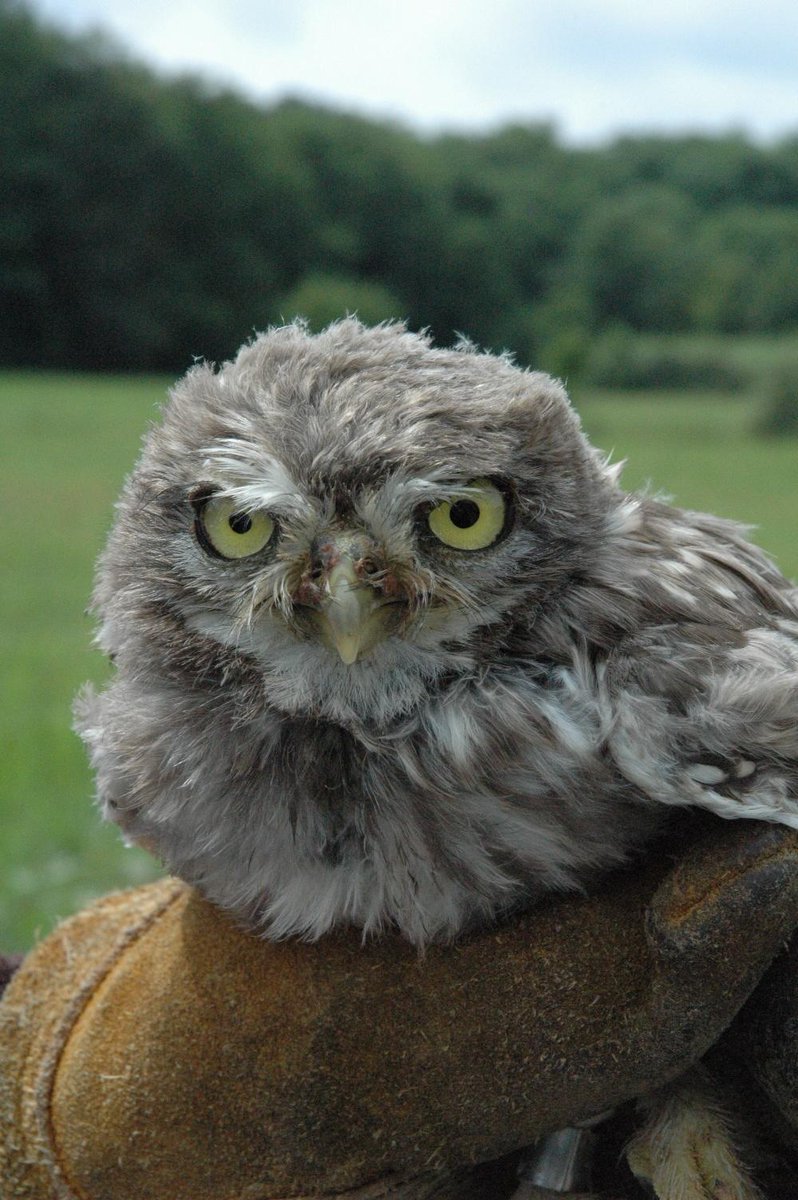 Regione Lombardia On Twitter Il Falco Pellegrino Ha Fatto