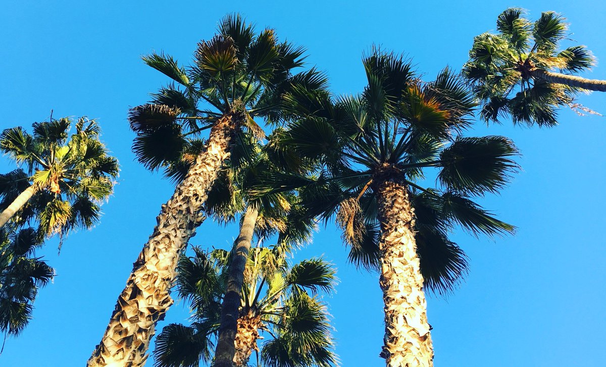 the diviners tweet media