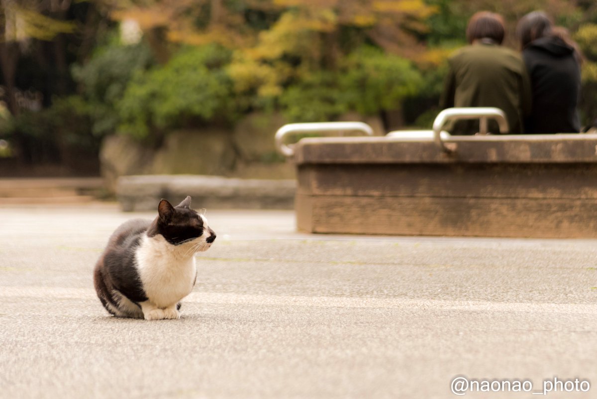 Cancelo 東池袋中央公園 No Twitter