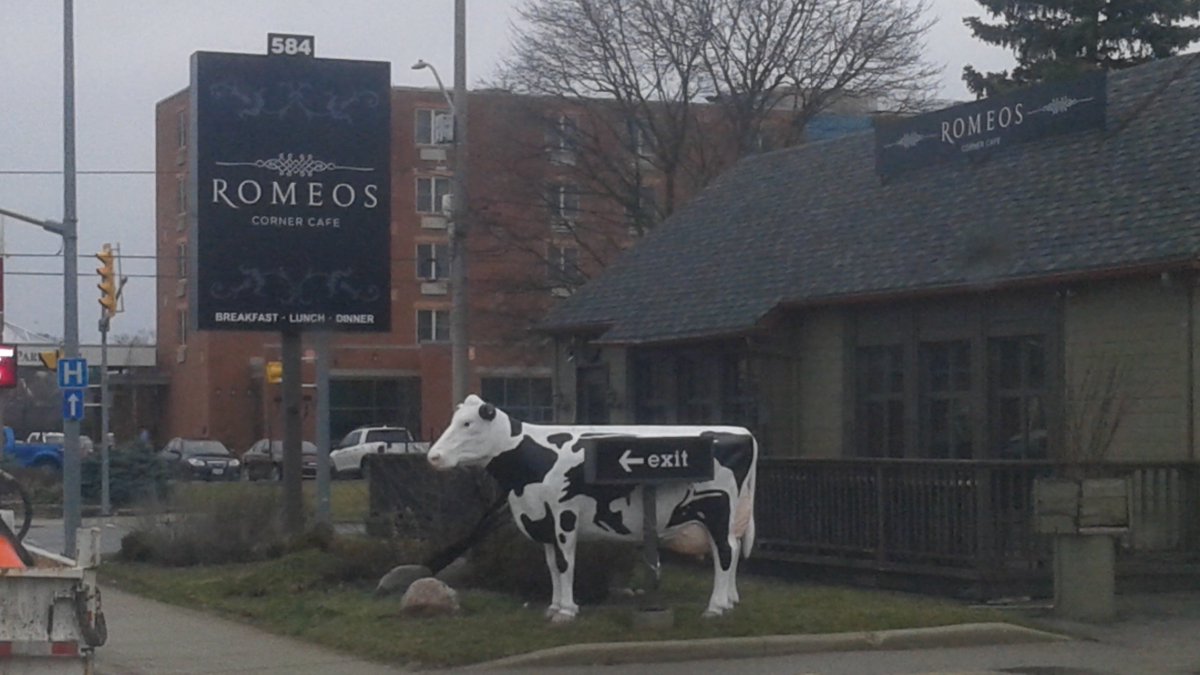 You know it's #dairyxpo time in <a href="/StratfordON/">Destination Stratford</a> when the cows are on the streets!!!