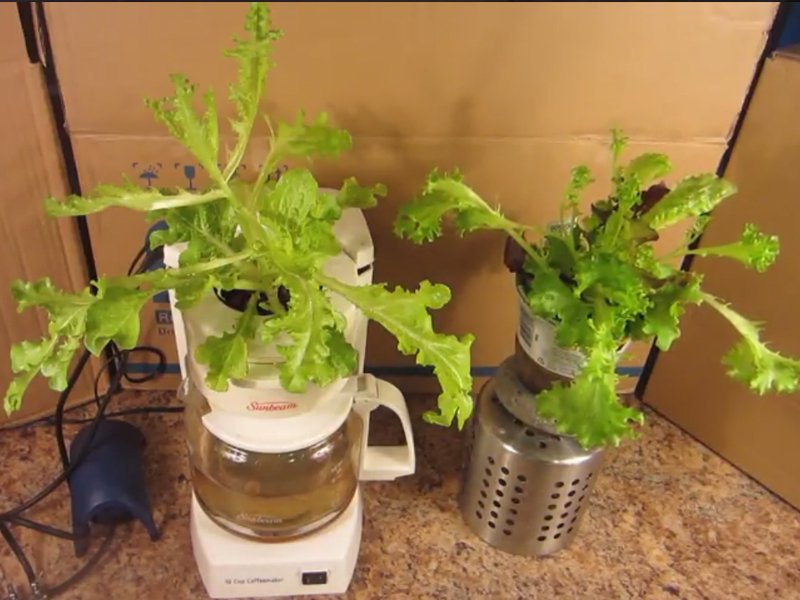 giardindoor's tweet photo. Progetto DIY - Caffettiera americana idroponica 
https://t.co/V1Wn0OEbBs #DIY #GROW #INDOOR #GARDENING https://t.co/QbieioXIWn