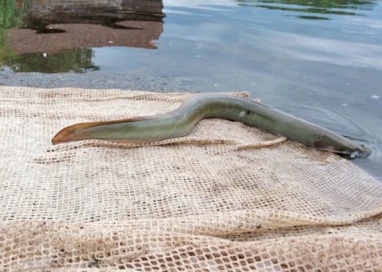 sustainable_elvers on Twitter "Eel Fishermen Celebrated By IFI For