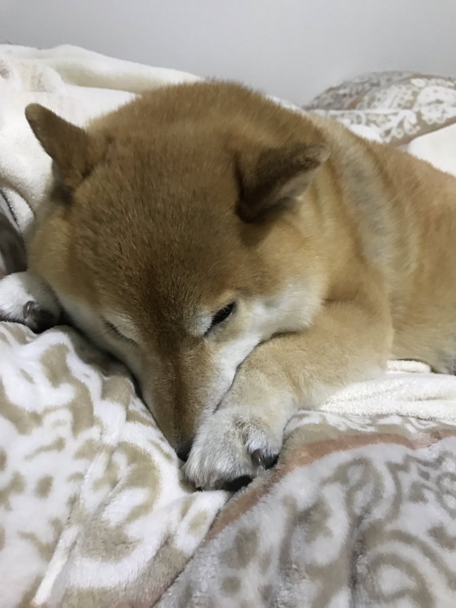 oishiitakuan1's tweet photo. なにすんねん(´･ω･`) https://t.co/MWRUMcCf1G