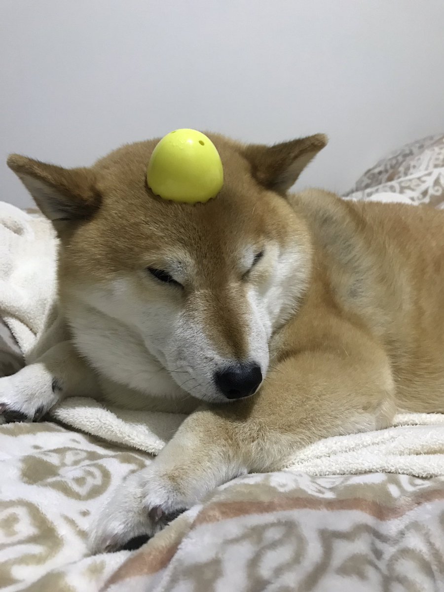oishiitakuan1's tweet photo. なにすんねん(´･ω･`) https://t.co/MWRUMcCf1G
