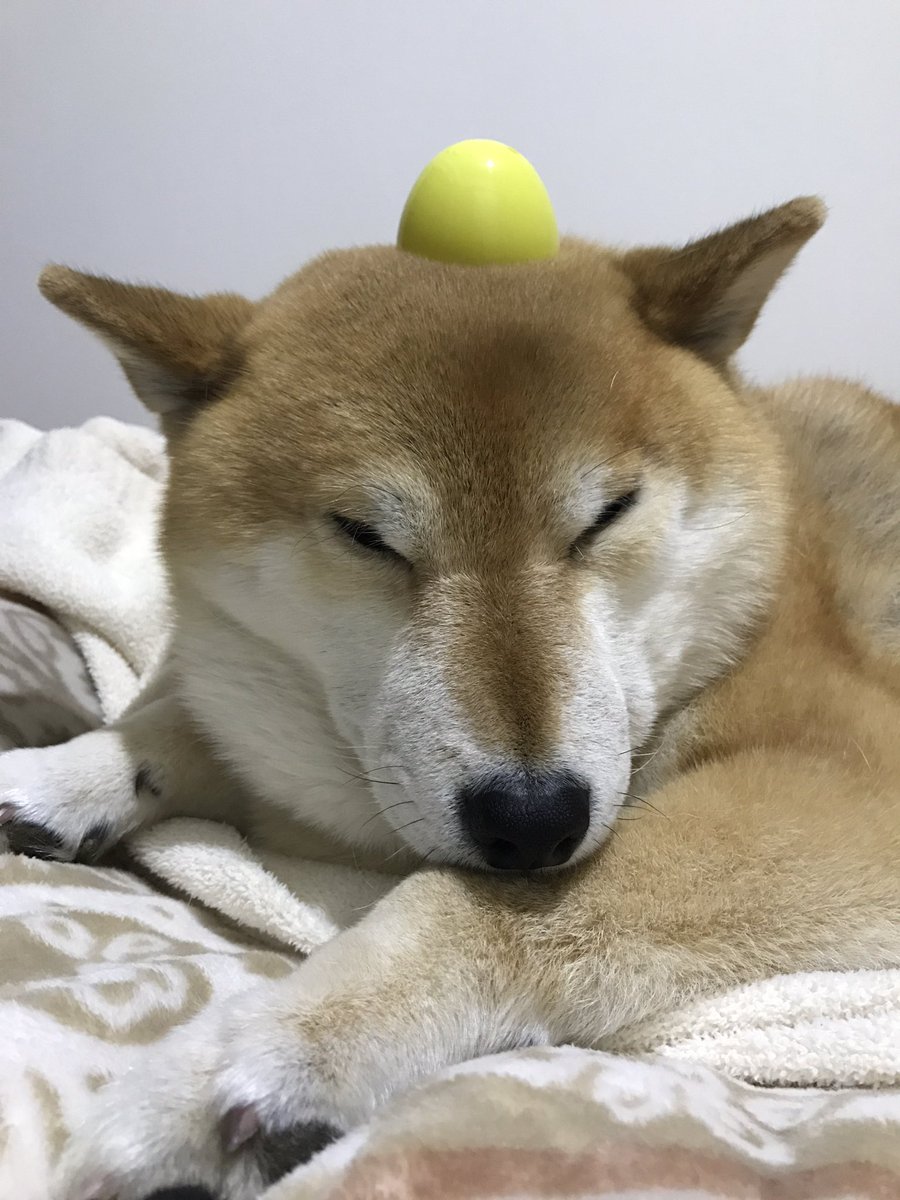oishiitakuan1's tweet photo. なにすんねん(´･ω･`) https://t.co/MWRUMcCf1G