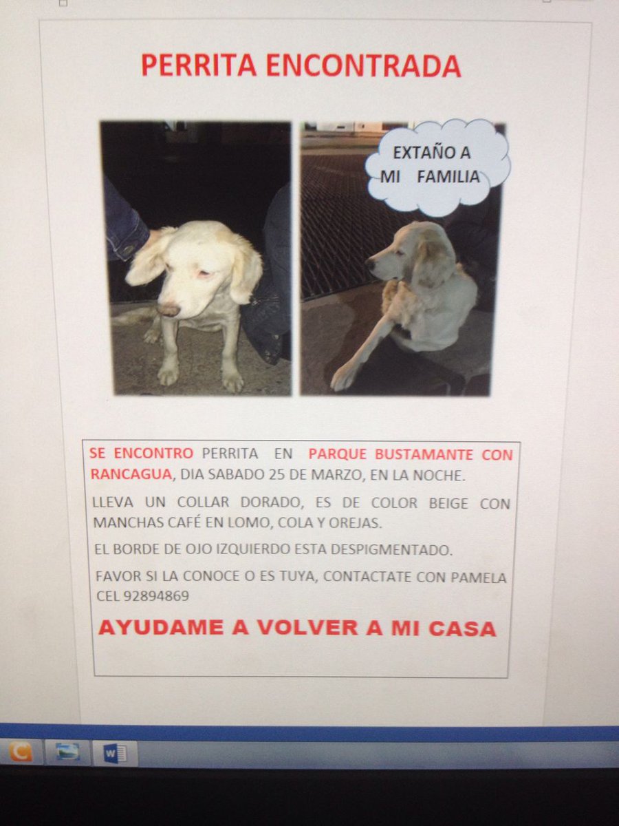 Perrita encontrada en <a href="/pqebustamante/">Parque Bustamante</a> busca a su Familia <a href="/pewos/">ℙ𝕖𝕨𝕠𝕤 ℍ𝕚𝕡𝕤𝕥𝕖𝕣𝕤</a> <a href="/Muni_provi/">Muniprovi</a>  <a href="/bartorell/">#SoyBartorell</a> <a href="/amoresperrosch/">Amores Perros Chile</a> <a href="/guaufymiau/">Mascotas Perdidas</a> <a href="/Animalperdidocl/">Mascotas Perdidas</a>