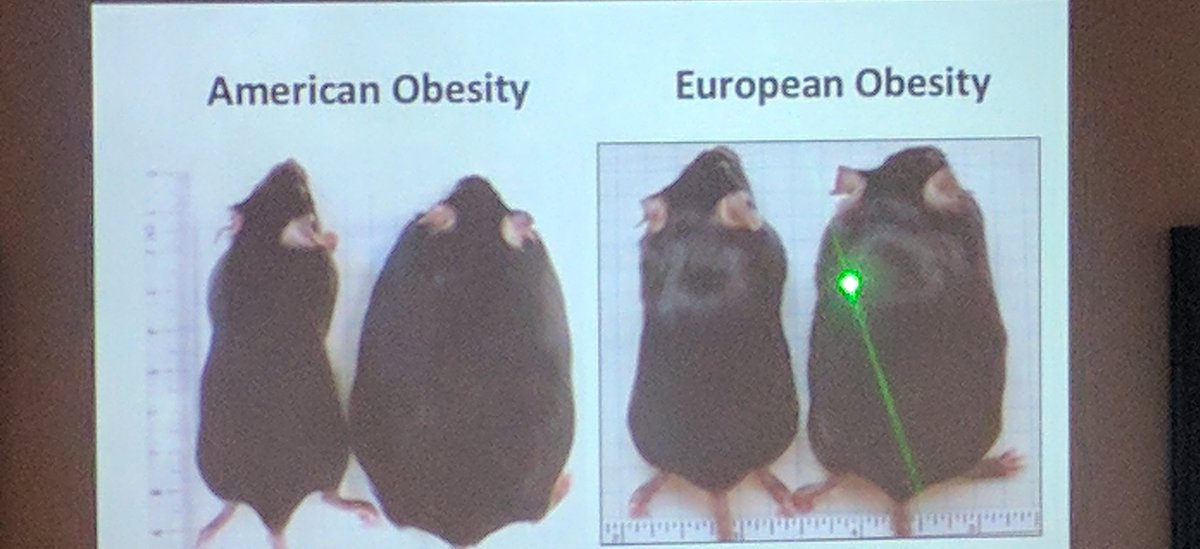 NapsAndLabwork's tweet image. @RuthLeyMicro got jokes at Novel Concepts in Innate Immunity #Tübingen #NCII