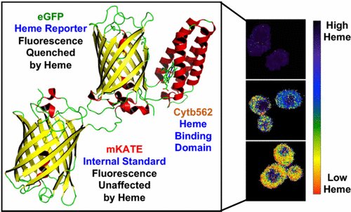 Learn about transport and trafficking in hemes from our latest review! @Dahanna3David <a href="/GeorgiaTech/">Georgia Tech</a> pubs.acs.org/doi/abs/10.102…