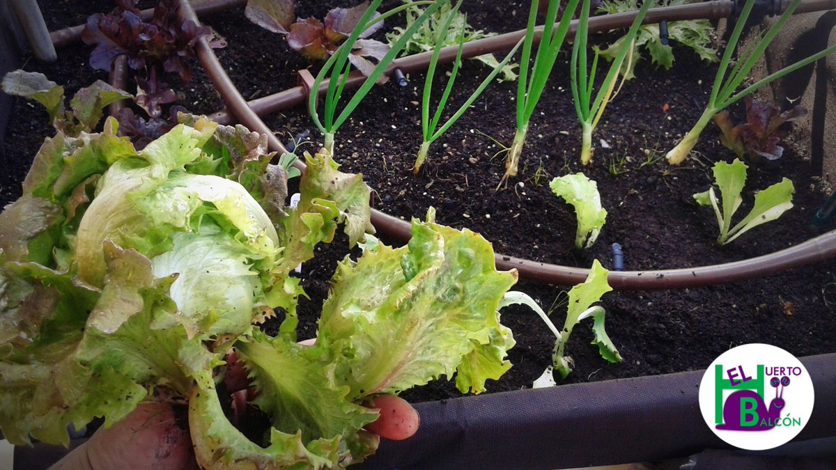 Huertoybalcon's tweet photo. Tras haber #cosechado #hoja a hoja un tiempo, es hora de reponer las #lechugas por otras, la cuales crecerán vigorosas esta #primavera ;). https://t.co/e00oKlj7uP