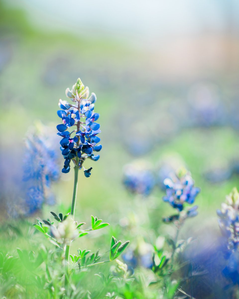 betsy4887's tweet photo. #Bluebonnet mini sessions start Thursday and I've got 2 spots left!
#midlothianphotographer #dfwphotographer #bluebonnetphotos https://t.co/HGPecgPeTF