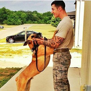 peaceforforces1's tweet photo. Retweet for military K-9s https://t.co/LVxOITEeGx