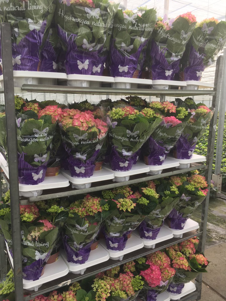 De hortensia's van Van Tilburg staan er mooi bij <a href="/KANplant/">KANplant</a> en verkrijgbaar via <a href="/Plantion/">Plantion</a>