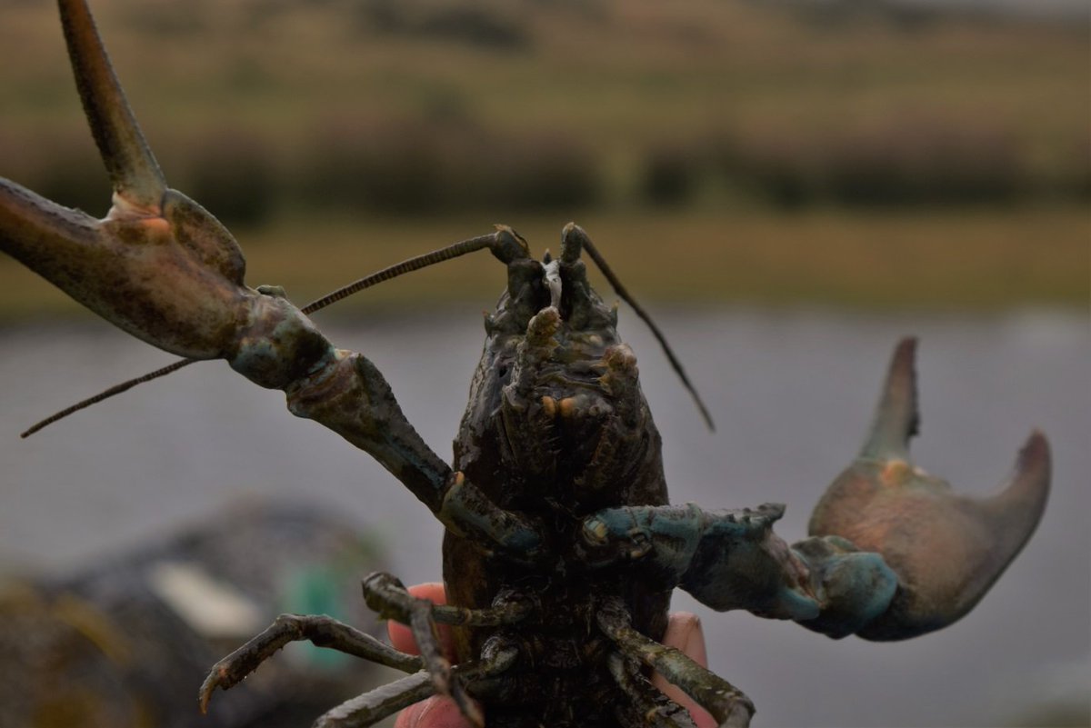 Come and meet 'alien' invasive species close up <a href="/SwanseaUni/">Swansea University</a> @OrielScience workshop on Saturday 1 April 10am - 4pm tinyurl.com/jvjp3gu