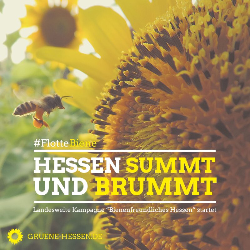 50.000 #Bienen 🐝🐝🐝arbeiten jetzt bei <a href="/RegHessen/">Staatskanzlei Hessen</a>. Ein Teil von "Bienenfreundliches #Hessen" @PriskaHinz gruenlink.de/1c10 #FlotteBiene