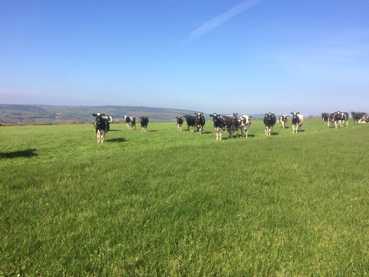 smgIRE's tweet photo. Grazing Sinclair McGill Advance mixture yesterday in Kilkenny. Cover was 1,500kg/ha. Reseeded last August. #grass10 #mygrass #advance https://t.co/Q6UicYRk8E