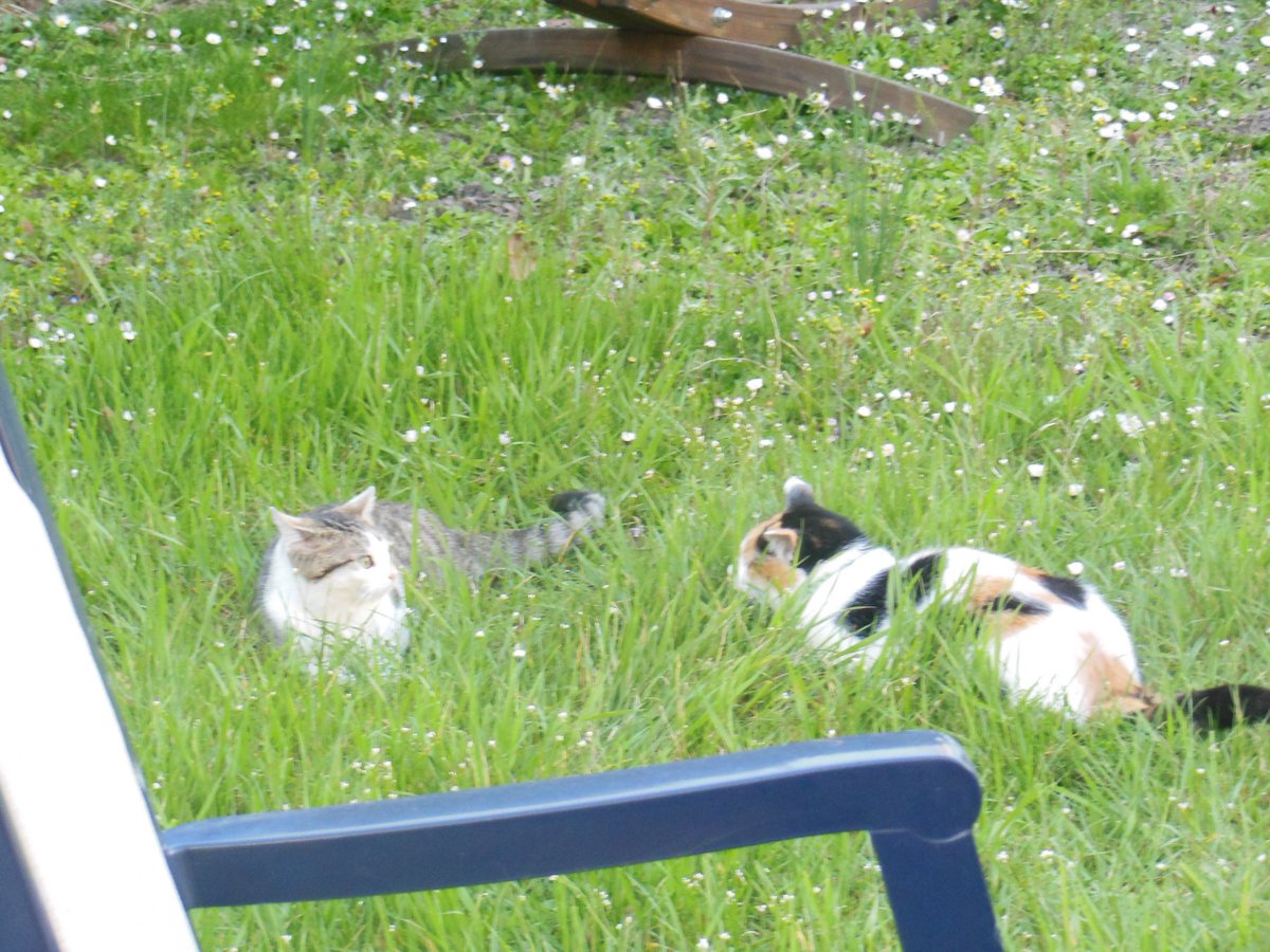 Cyann_Hur's tweet photo. Pas de live ce soir je vais au cinéma ! bonne soirée ! #ChatDeCompensation #GangDeChatons (si si a partir de 2 c'est un gang =p) https://t.co/0AsSRr9jed