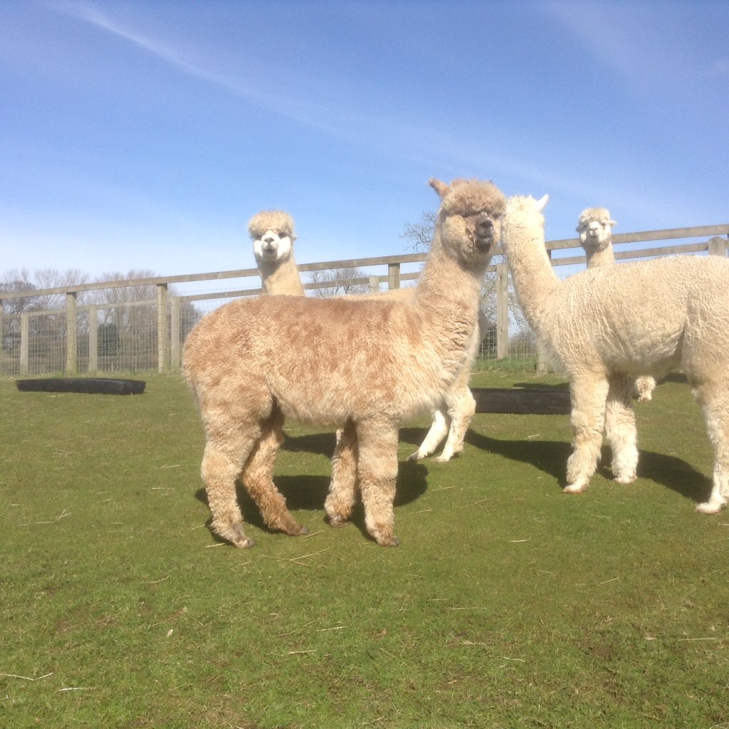 We are loving these spotty leopard appys!