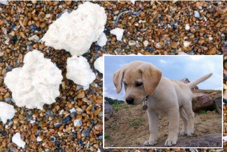 pentire_newquay's tweet image. Palm oil warning to dog owners on coast - Plymouth Herald dlvr.it/Nl8f5r