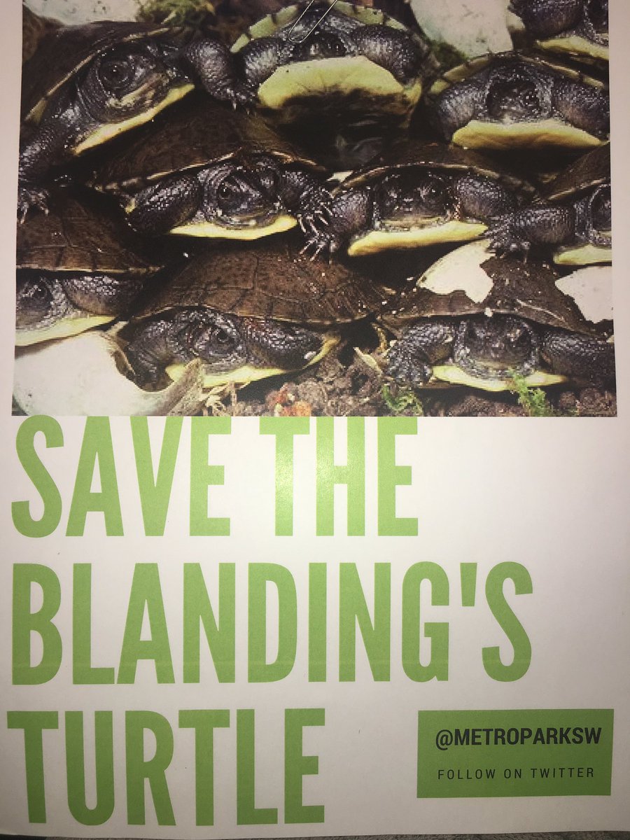 MetroparksW's tweet photo. 🐢☀️❤️ https://t.co/4rbovpcaW8