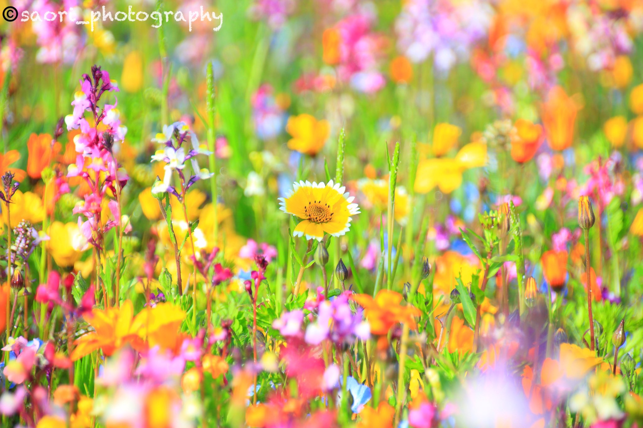 Saori Hayakawa 在 Twitter 上 光輝く花畑へ 春 花畑 ふぉと 写真好きな人と繋がりたい 写真撮ってる人と繋がりたい ファインダー越しの私の世界 レインボー カラフル カメラ女子 T Co Oasnm18stc Twitter