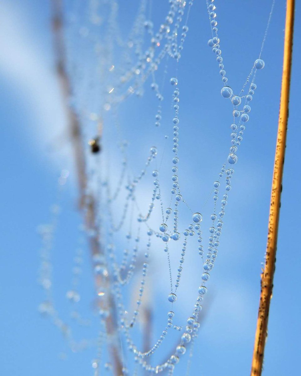 MulderElly's tweet photo. Glinsterende druppeltjes in een web...
#kunst #spinnenweb #druppels #natuur #fotografie https://t.co/pdrgwTPCLi