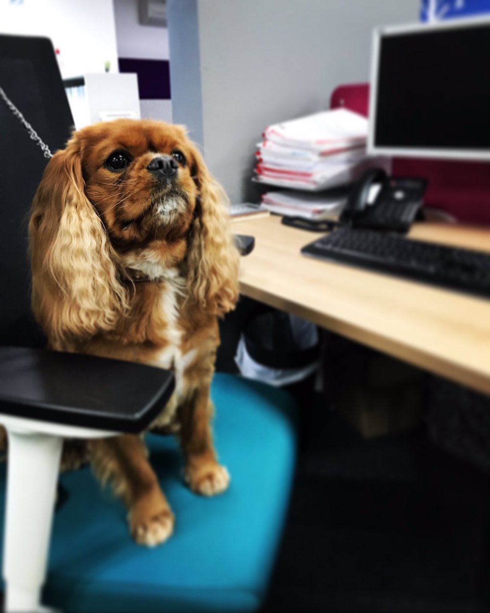 dgoffice's tweet photo. Proudest new member of the D&amp;G team 🐶 meet Harry! He's been helping out this Tuesday. #dgoi #officefurniture #team https://t.co/nKuvuP6rsD