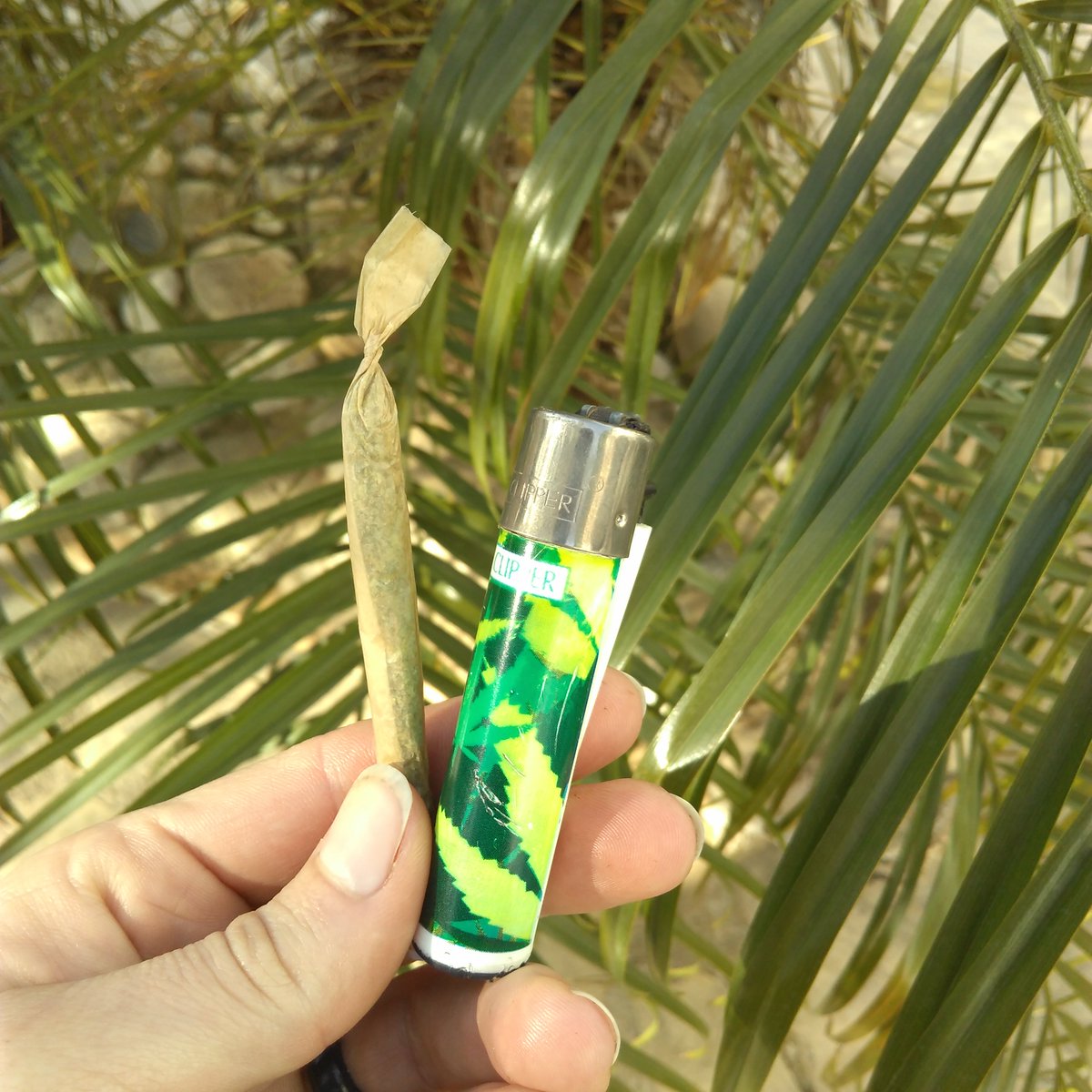 bcn_green's tweet photo. What better way to start the #Weekend ;)

#smoking #dank #blunts #potent #barcelona #marijuana 
#420life #weedlove #getting #high #420bcn https://t.co/eJMzPntLCM