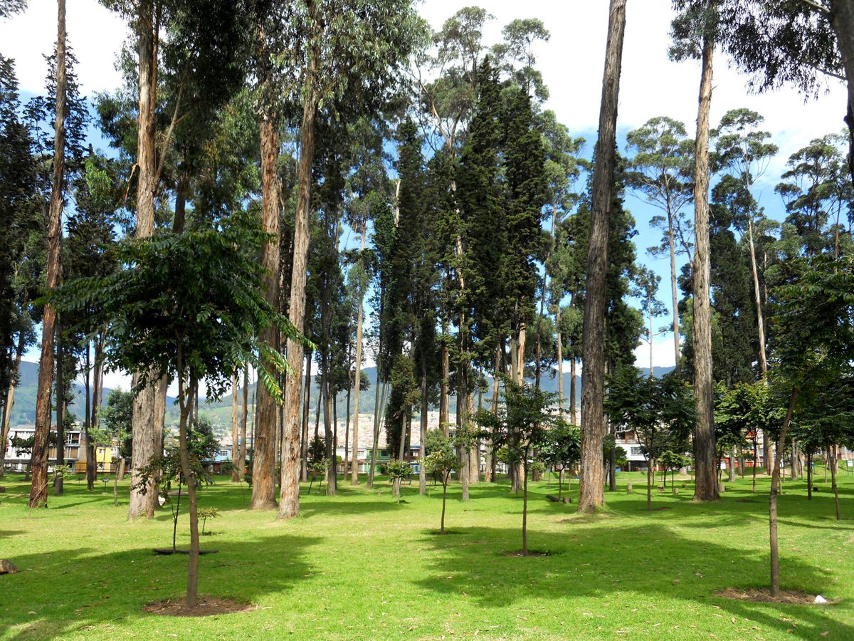 Parse_co's tweet photo. Los bosques urbanos cumplen funciones vitales para la salud ambiental.
Corre y siembra con #CarreraVerdeColombia
https://t.co/KvOk9qftcm https://t.co/HkGIw6vw2b