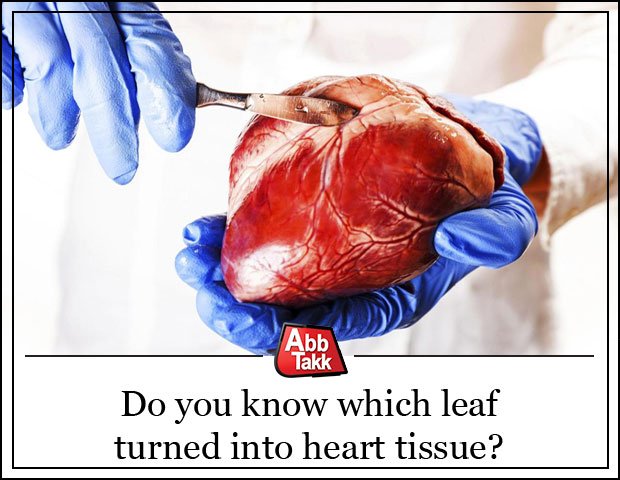 AbbTakk's tweet photo. https://t.co/RwvE15V3uI
#Scientist #turned #SpinachLeaf #HeartTissue https://t.co/WdFDWijX9W