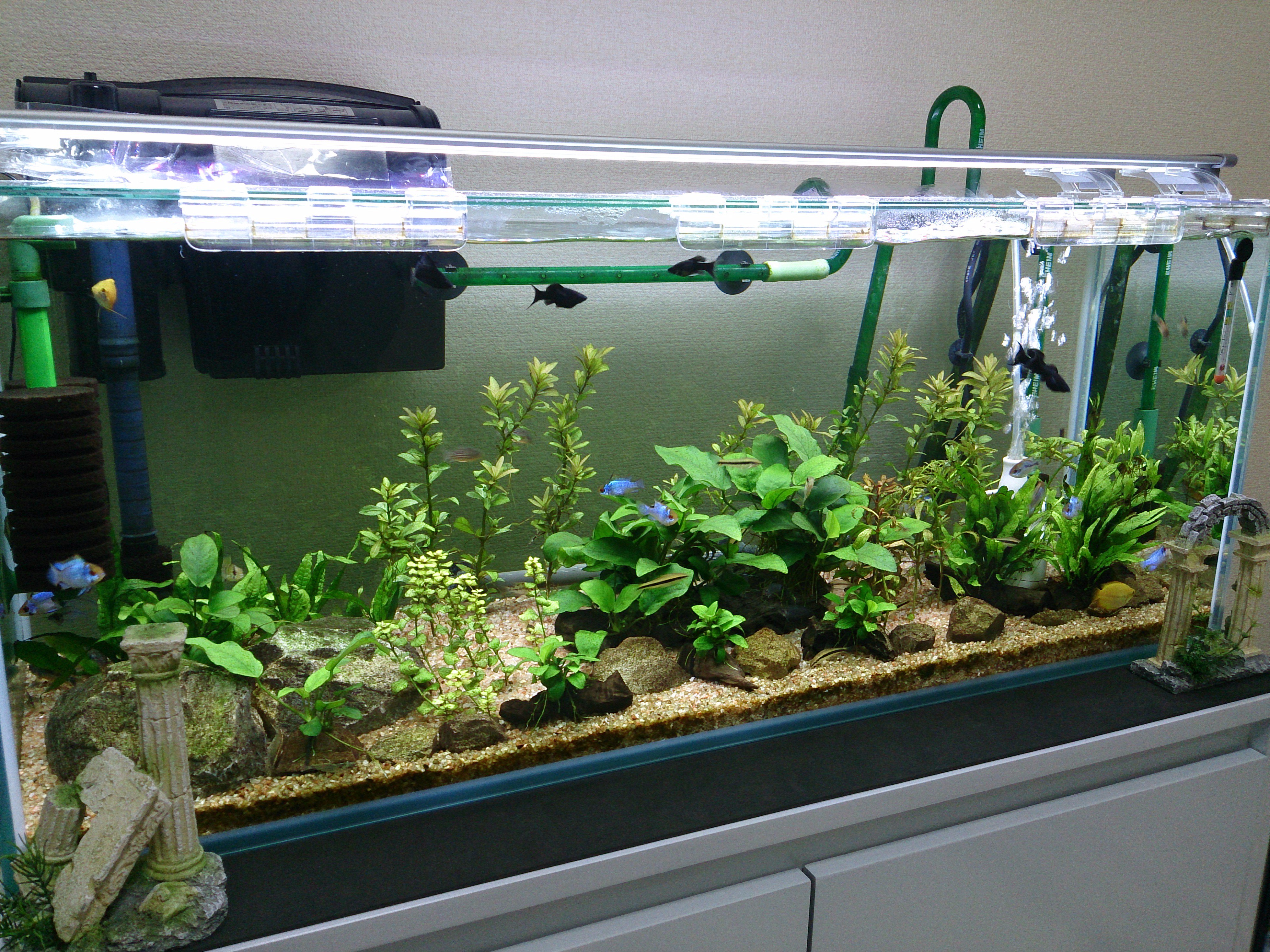 Mamoru ラミレジィ飼育がメインの90cm水槽 青ラム12匹 ノーマル5匹で 計17匹のラミレジィがいます コケ取り部隊 オトシン ヤマト ブラックモーリー フライングフォックス の仕事が完璧で ガラス面にうっすらと付いたコケを たまに掃除する