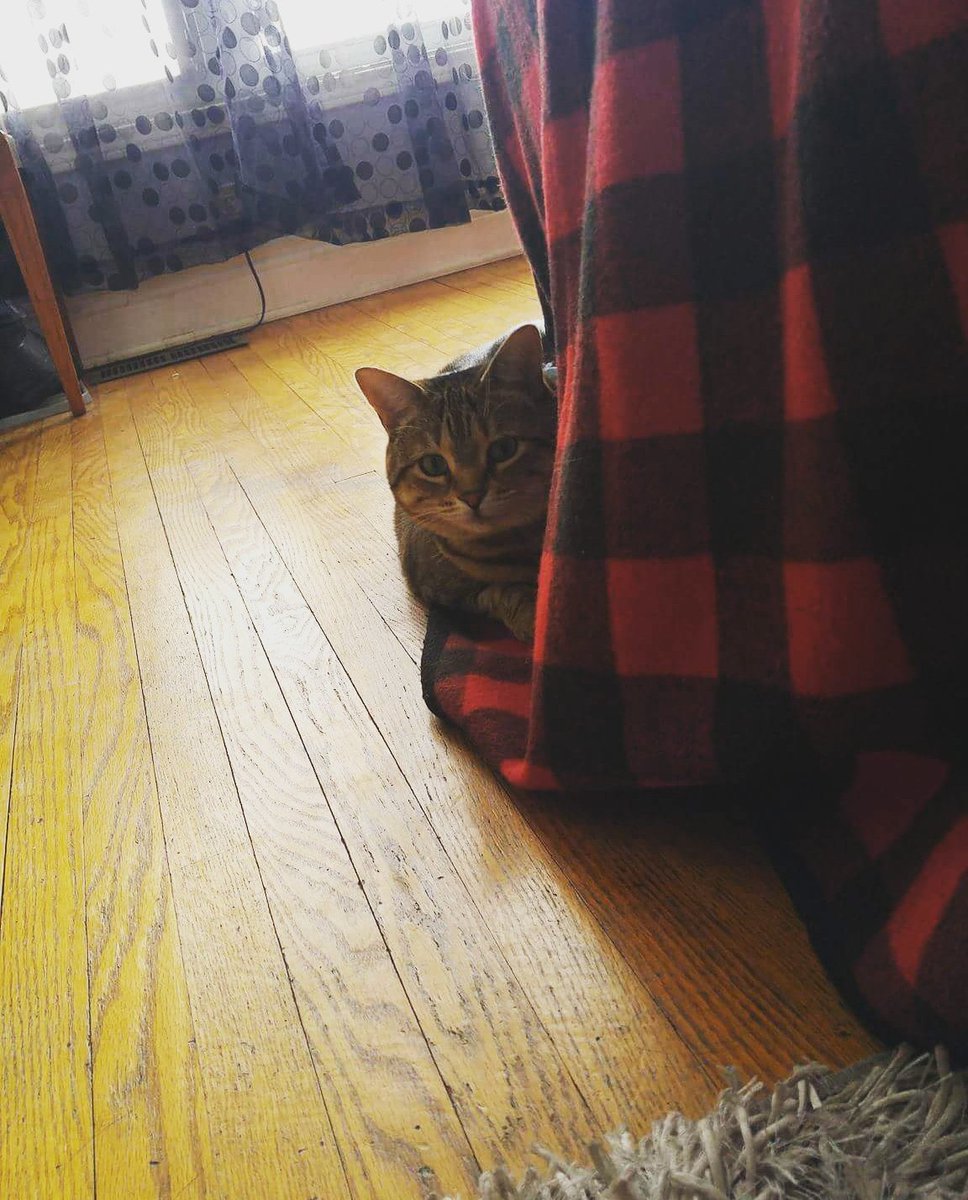 VeraTabbyCat's tweet photo. I'm not hiding, just keeping careful watch of my domain🐱 #Twittertabby #CatsOfTwitter https://t.co/wy9hhiifCC