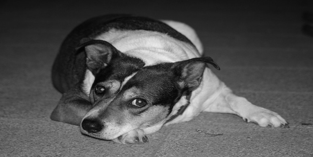 Hazmaker's tweet photo. Para ti, que se que quieres ayudar a los animales. ¡Colabora con tu voto!
https://t.co/Qz5F5vXUU5
#hazmaker #social https://t.co/FwUXWIyURl