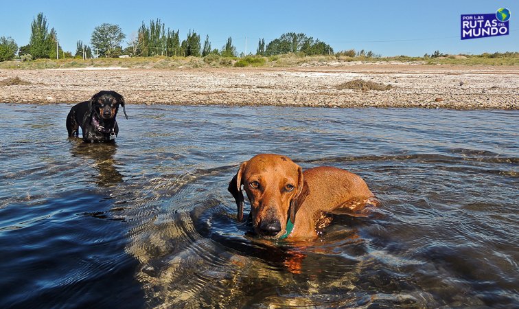 PorlasRutasdelM's tweet photo. R4: También les gustó el dique El Nihuil en #Mendoza :) #FAQViajeras #ViajarConPerros https://t.co/filVe5geZx