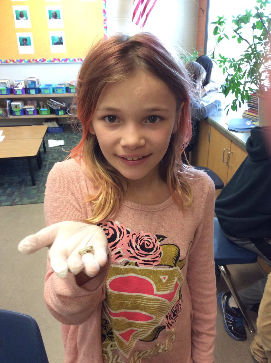 RH_Elementary's tweet photo. Mrs. Latz's 4th graders are dissecting owl pellets.
#ifoundaskull #ifoundashrew #ifoundawishbone https://t.co/HUZOSOL2D5
