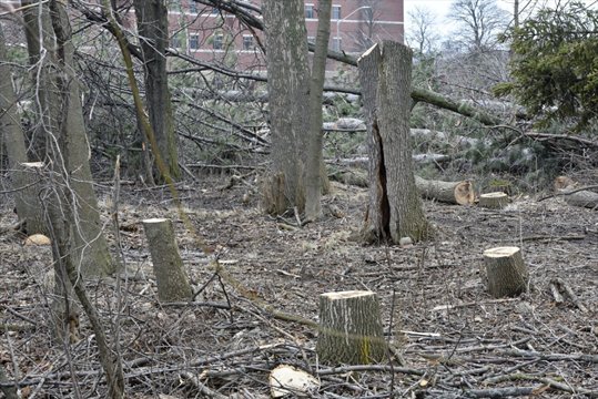 Trees chopped down on Scenic in protected woodlot, city investigating #HamOnt thespec.com/news-story/721…