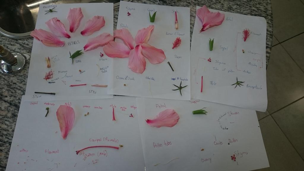 Miss Zanstra On Twitter Microscopes Out Probes Ready Y10 Dissect Hibiscus Flowers For Igcse Nomodellingclayinthisone Scienceispretty Https T Co Yz7f6yc2qz Twitter