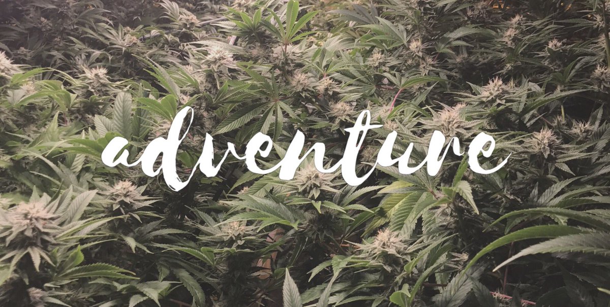 high5tours's tweet photo. #portlandpot #growtour #cannabis #stickyfingersorganic https://t.co/GsRBevm8iw