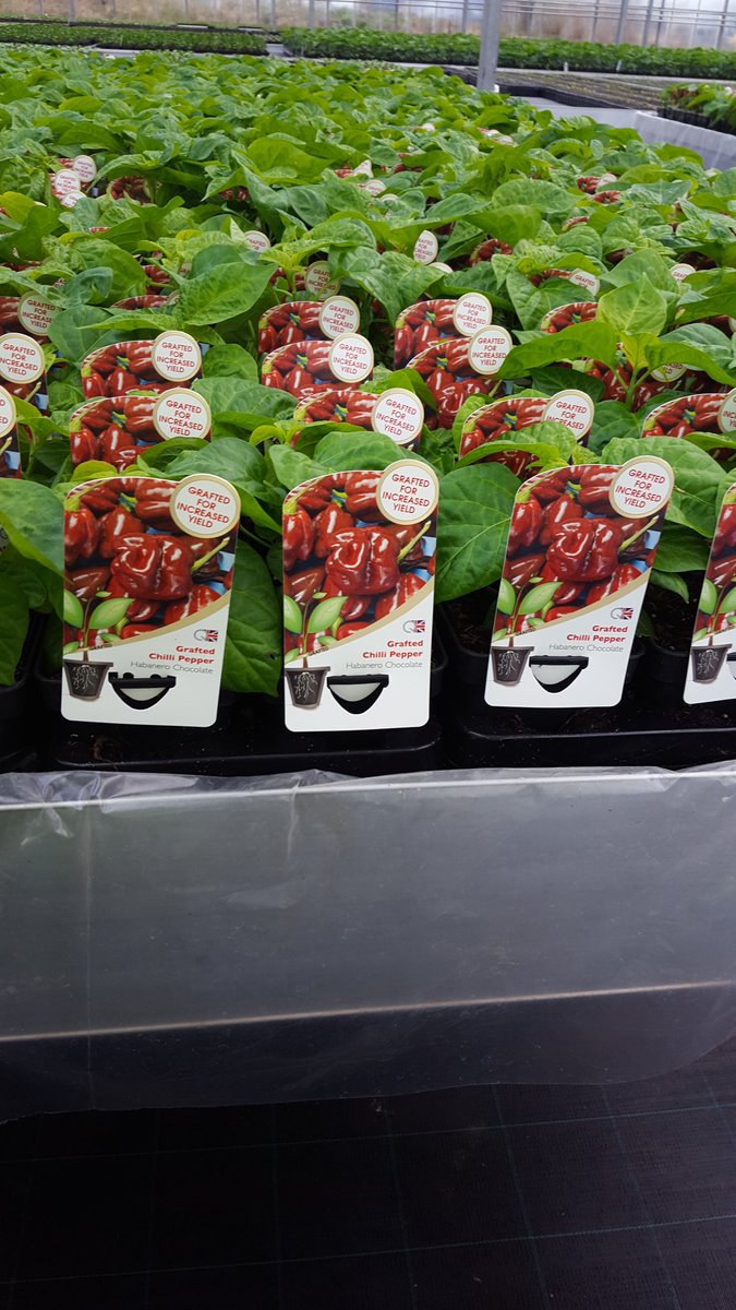 New grafted hot chilli almost ready. We still have free stock. Don't miss out on chilli Dorset naga, chocolate habanero and Jamaican yellow.