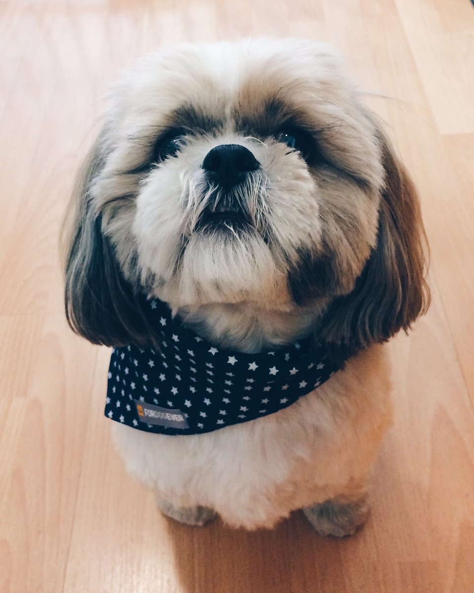 UrbanPetsBcn's tweet image. Hoy Pepo nos sorprende con una bandana @fordogever modelo stars que combina el tejano con el color blanco. Apuesta segura, Pepo sabe elegir!